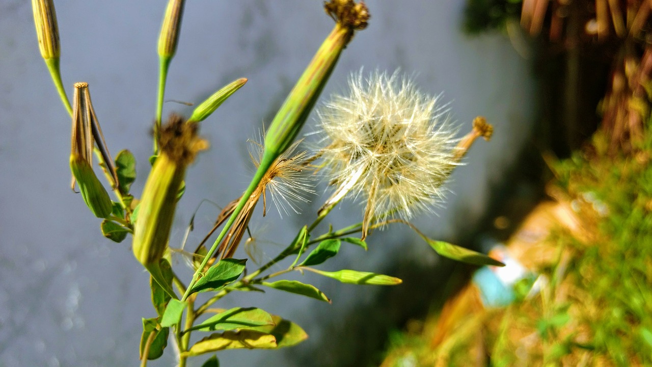 dandelion white flower nature free photo