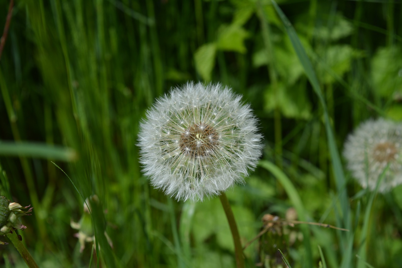 dandelion flower pointed flower free photo