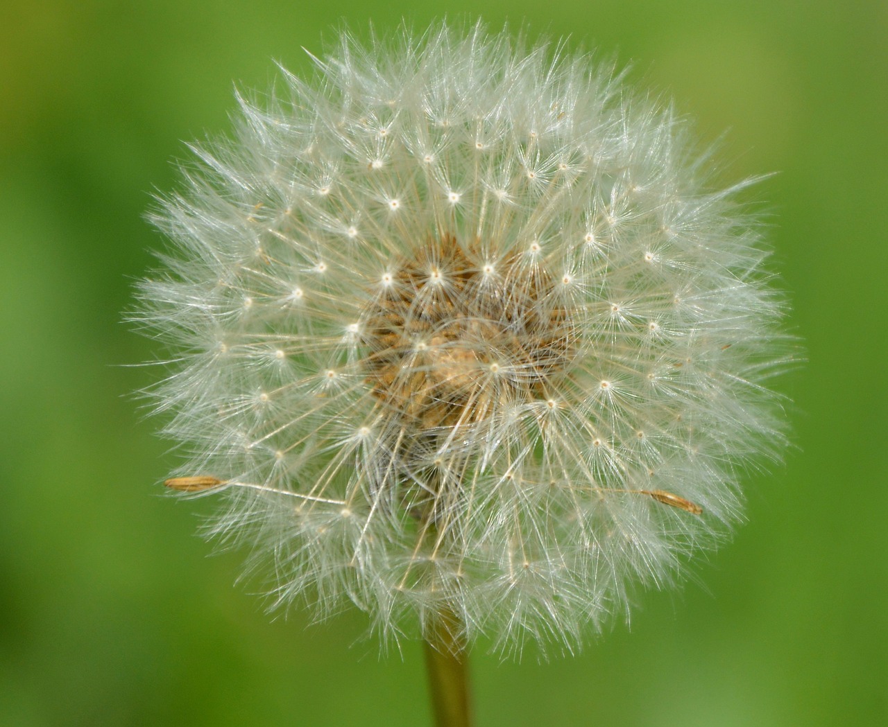 dandelion fruit egret nature free photo