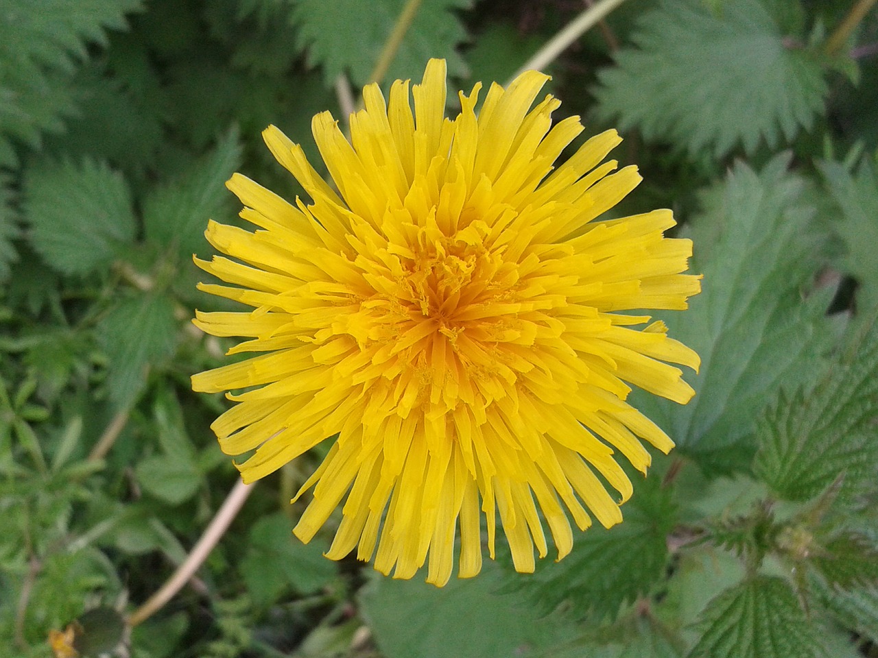 dandelion flower yellow free photo