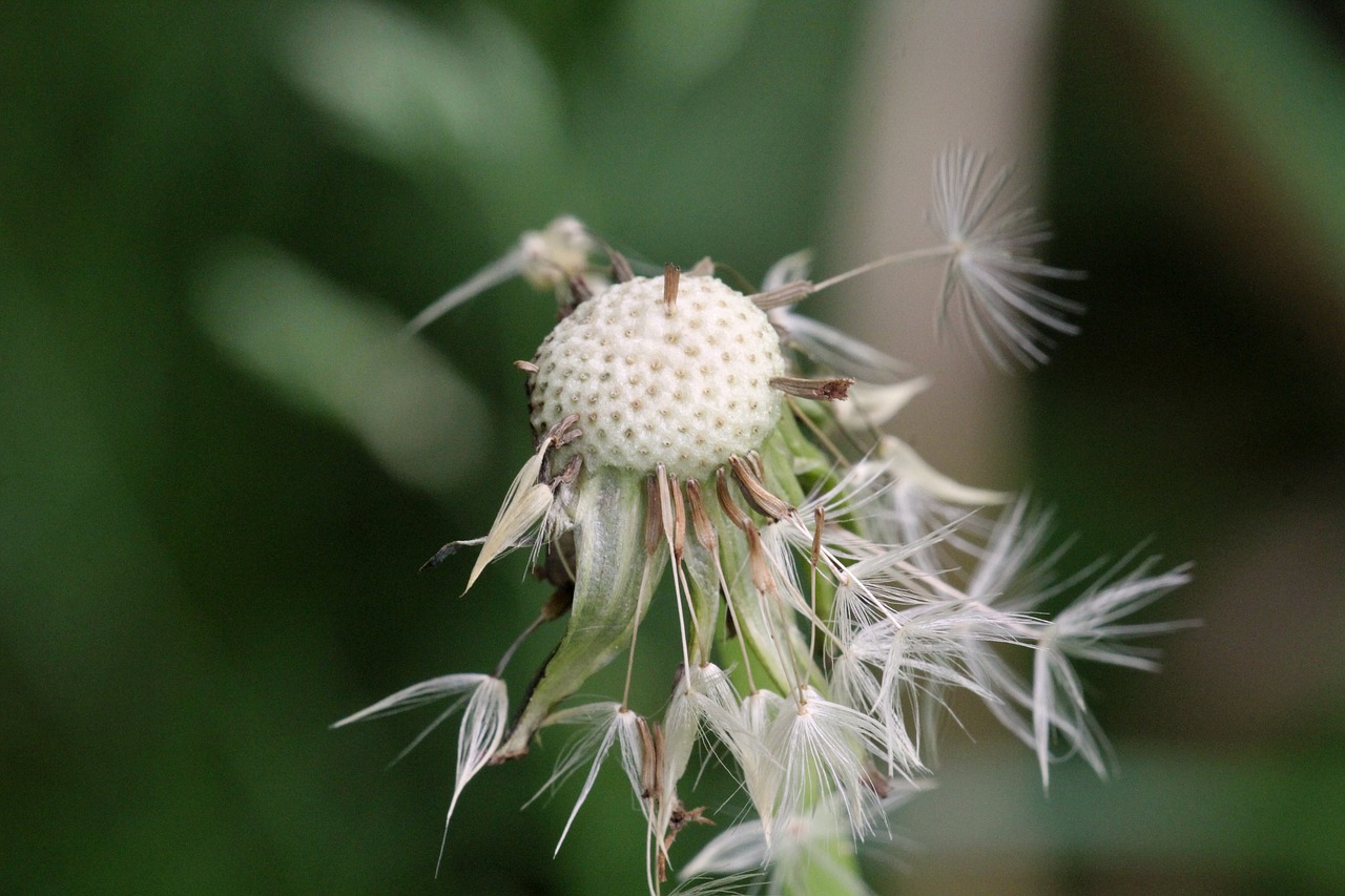 dandelion wet green free photo