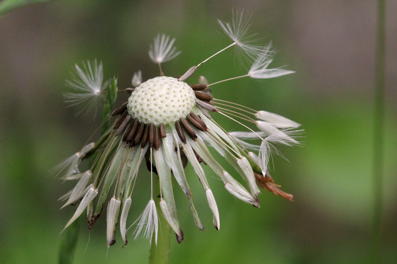 dandelion wet green free photo