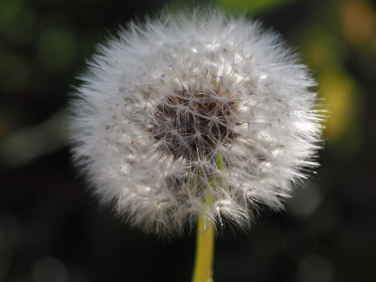 dandelion nature green free photo