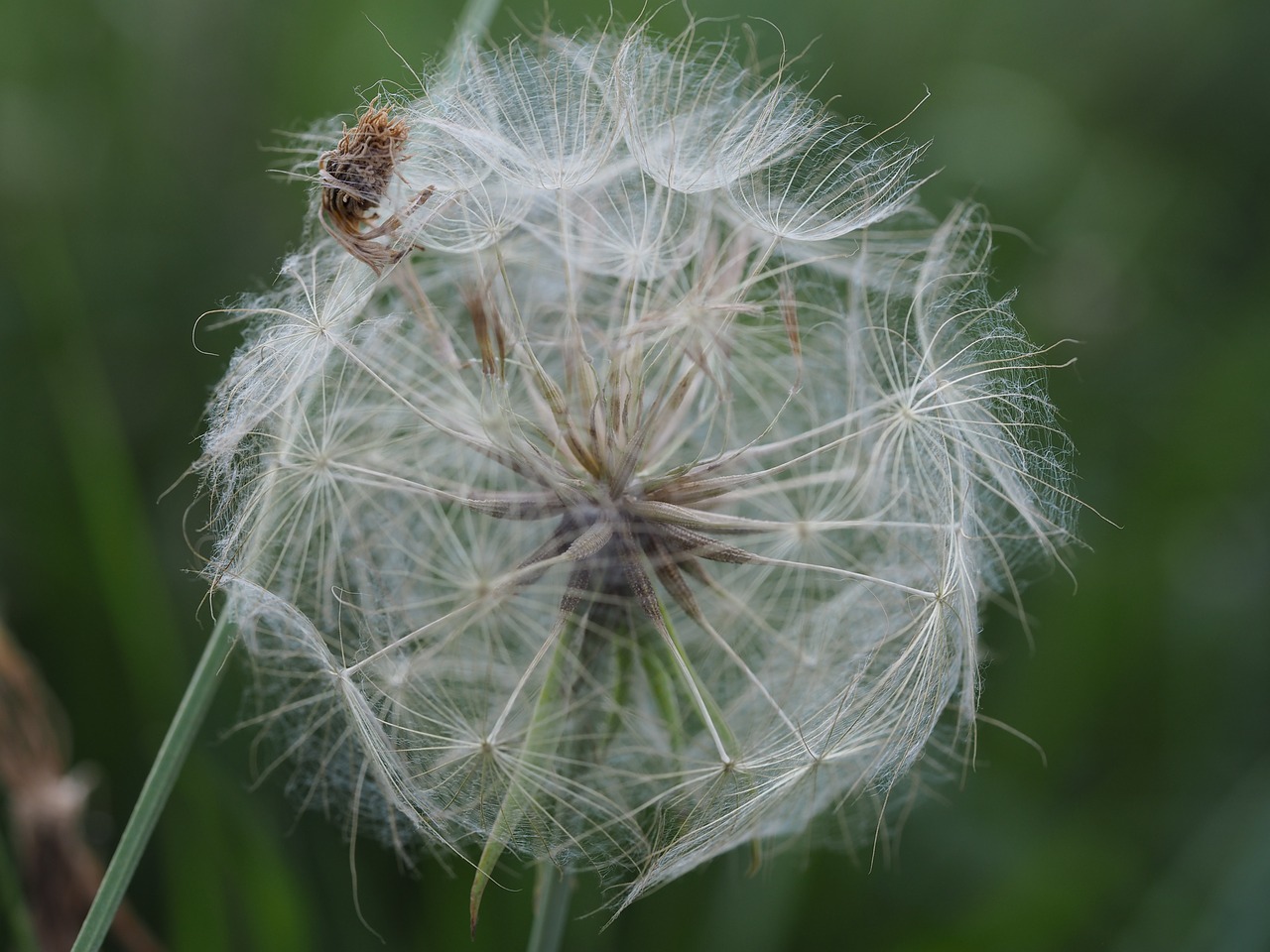 dandelion nature green free photo