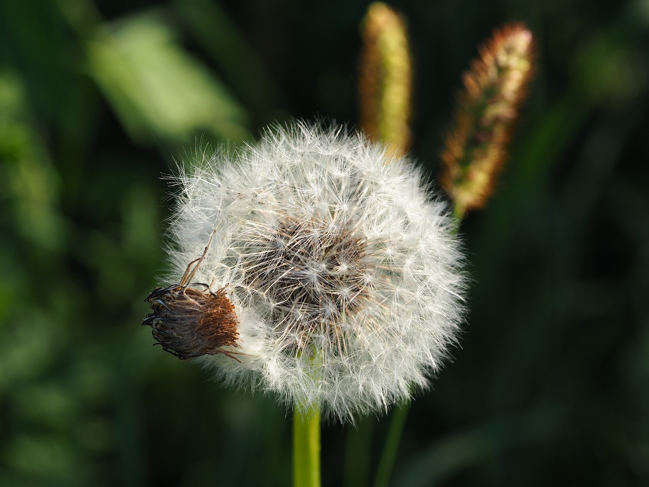 dandelion nature green free photo