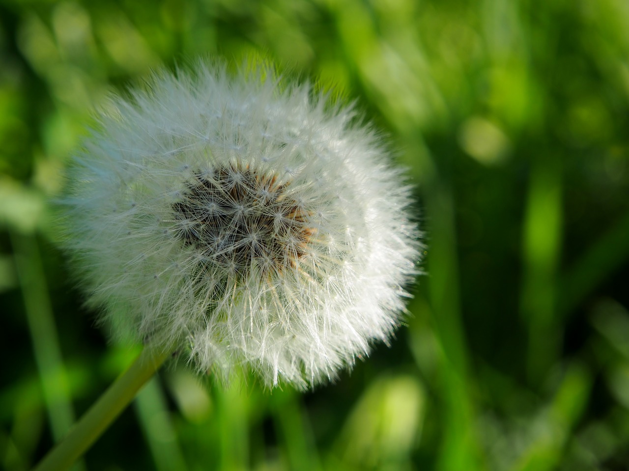 dandelion faded seeds free photo