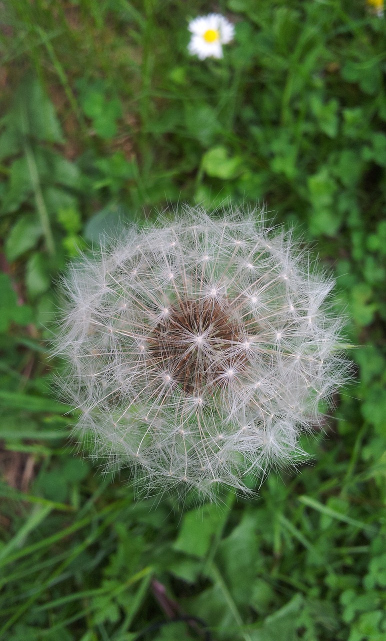 dandelion overblown plant free photo