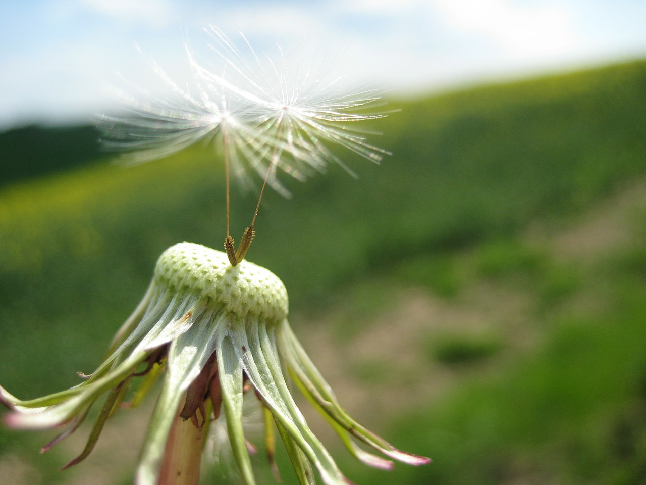 dandelion summer flying fruit free photo