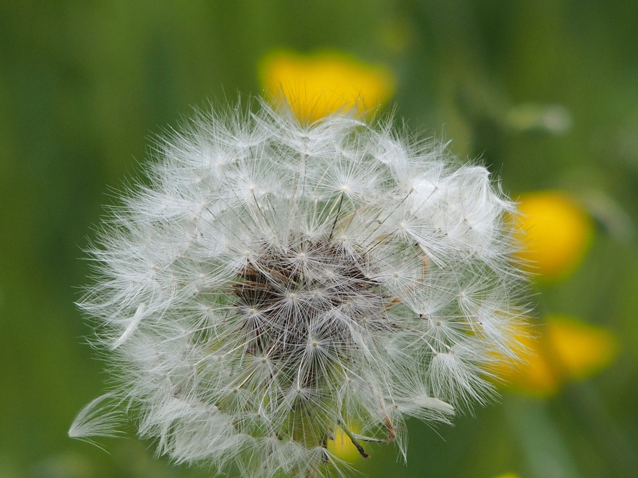 dandelion close nature free photo