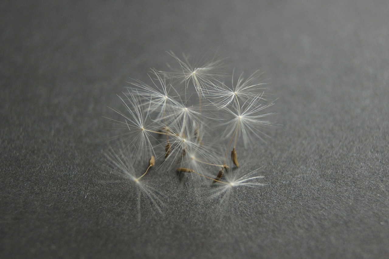 dandelion close free pictures free photo