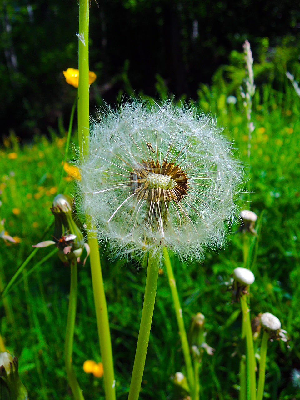 dandelion withered nature free photo