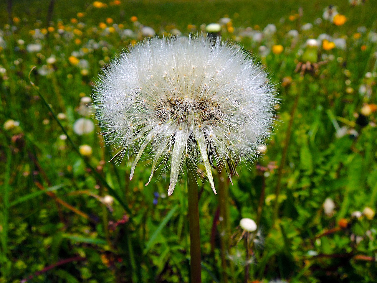 dandelion withered nature free photo