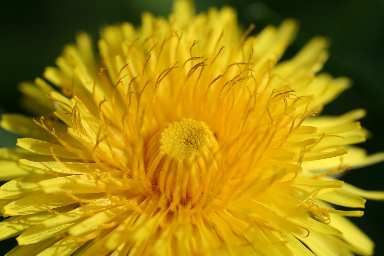 dandelion flower yellow free photo