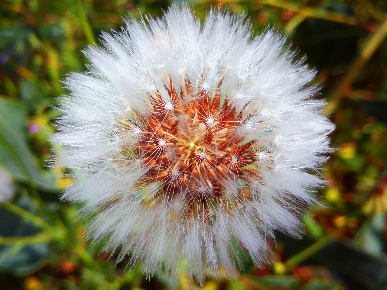 dandelion flower nature free photo