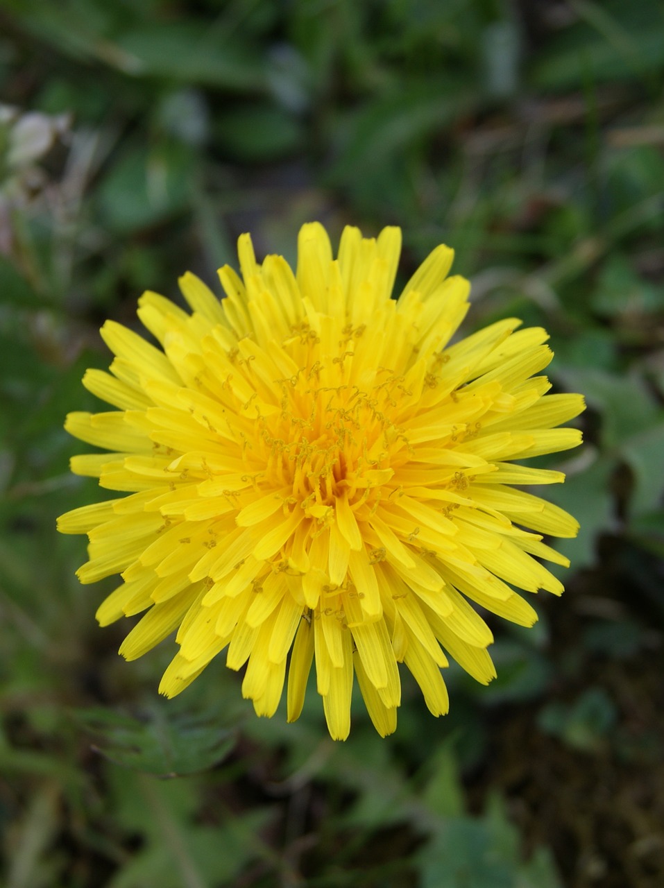 dandelion flower nature free photo