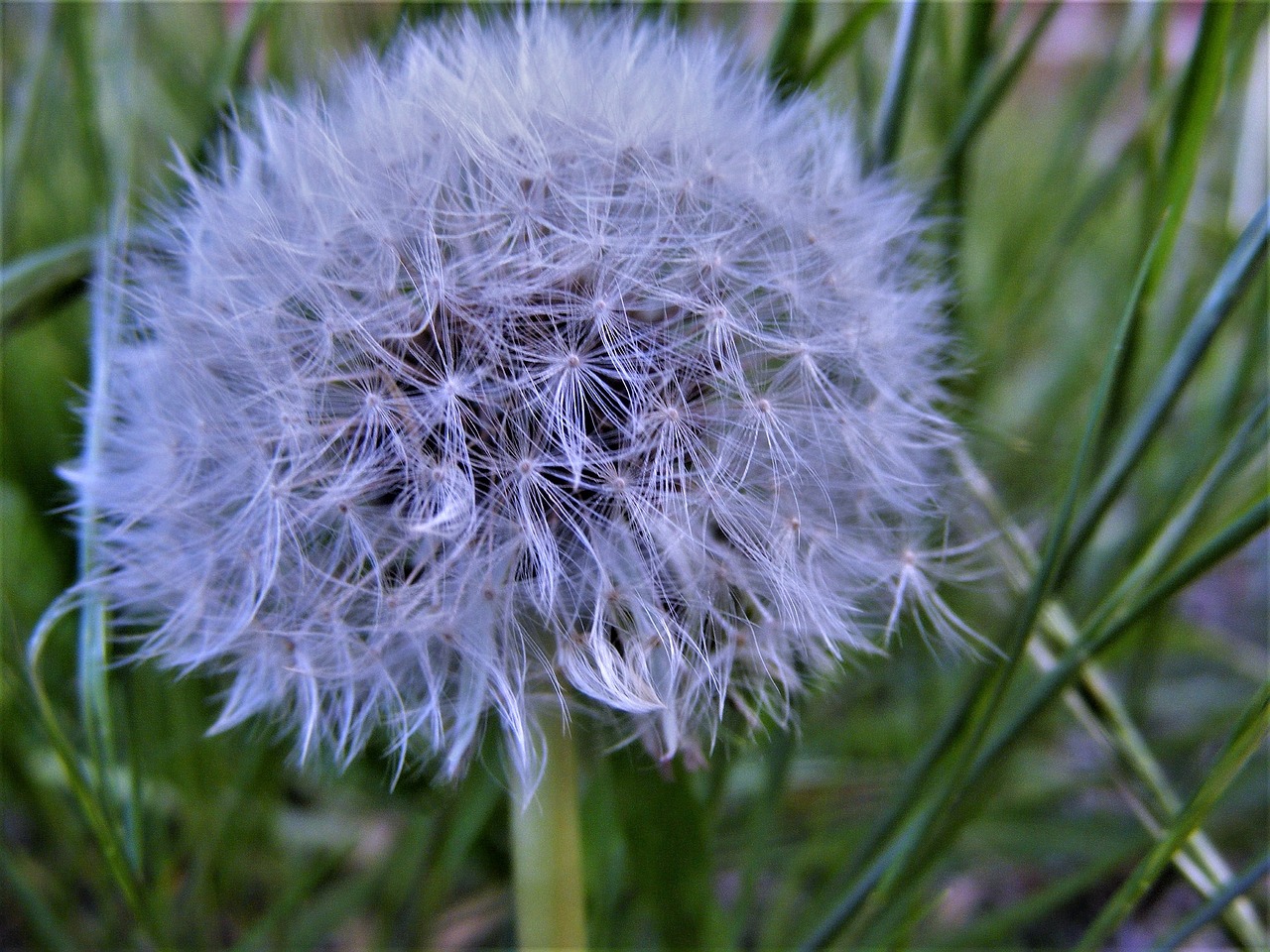 dandelion macro nature free photo