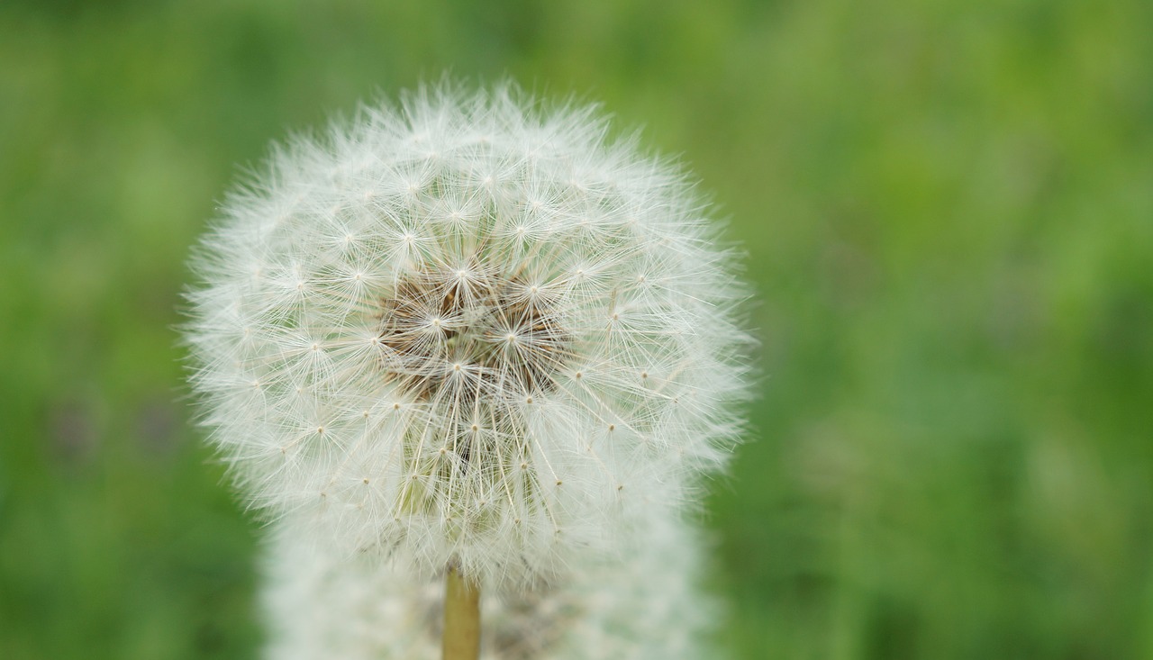 dandelion seeds roadside free photo