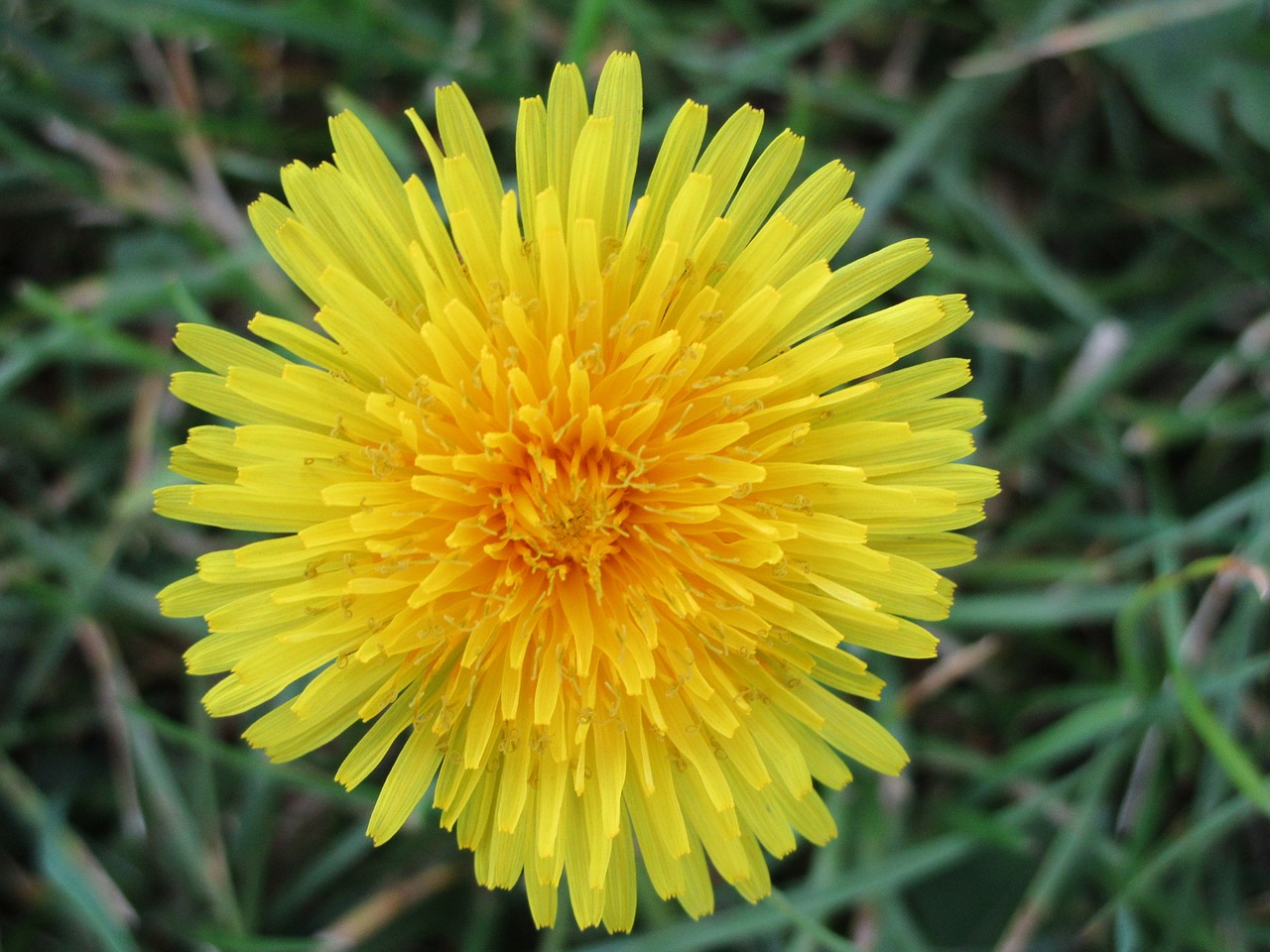 dandelion flower yellow free photo