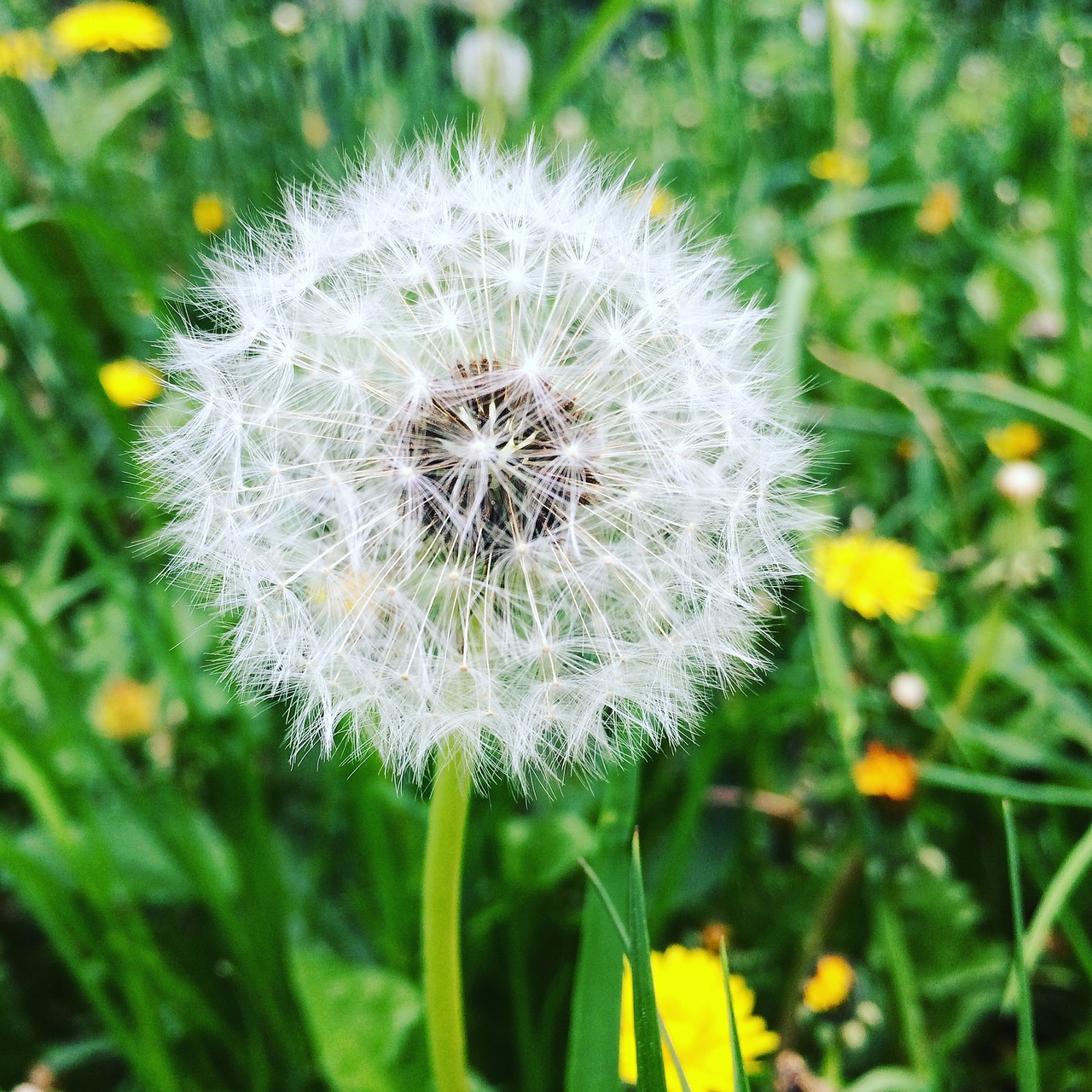 dandelion summer green free photo