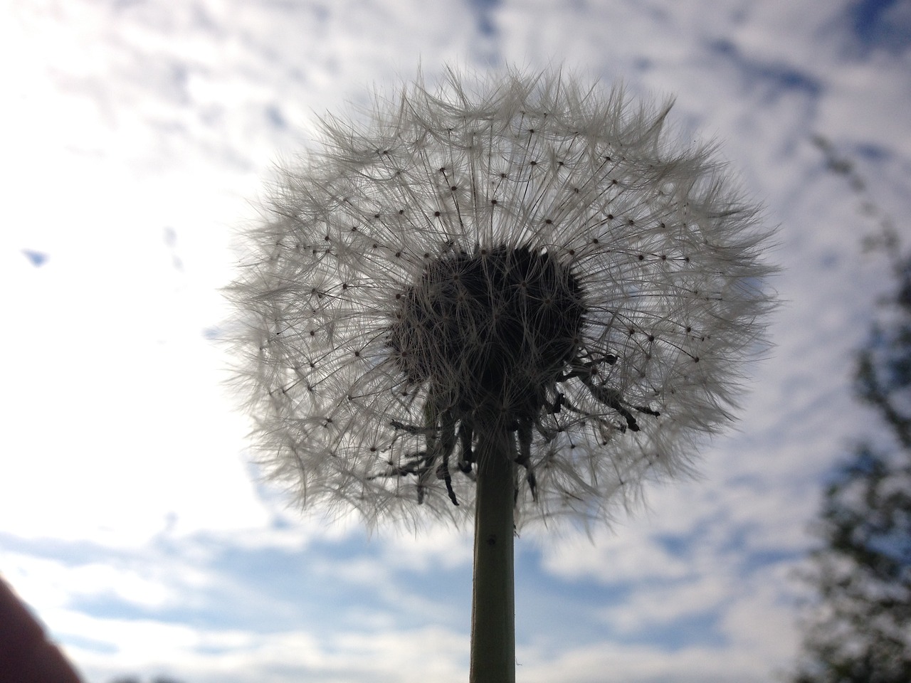 dandelion mood flower free photo