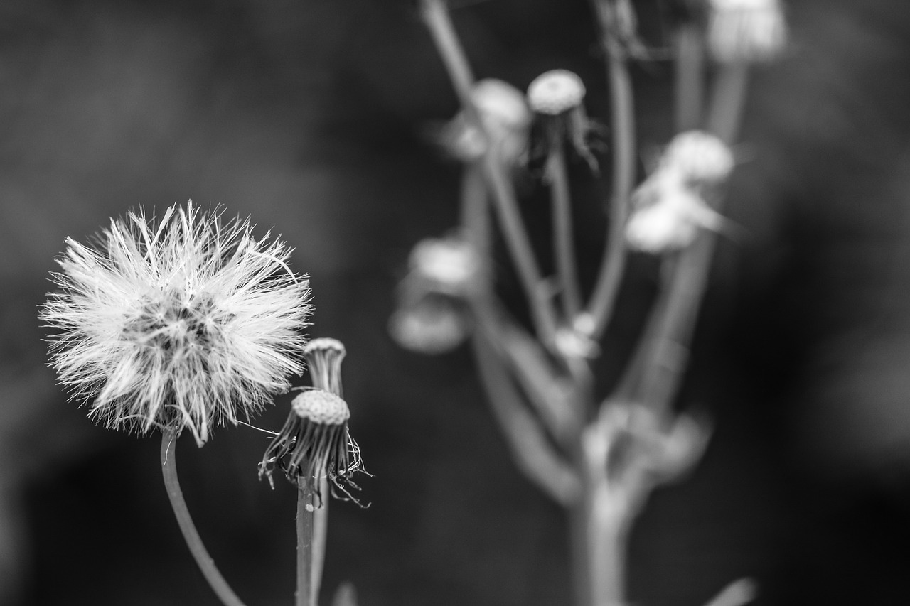 dandelion autumn fall free photo