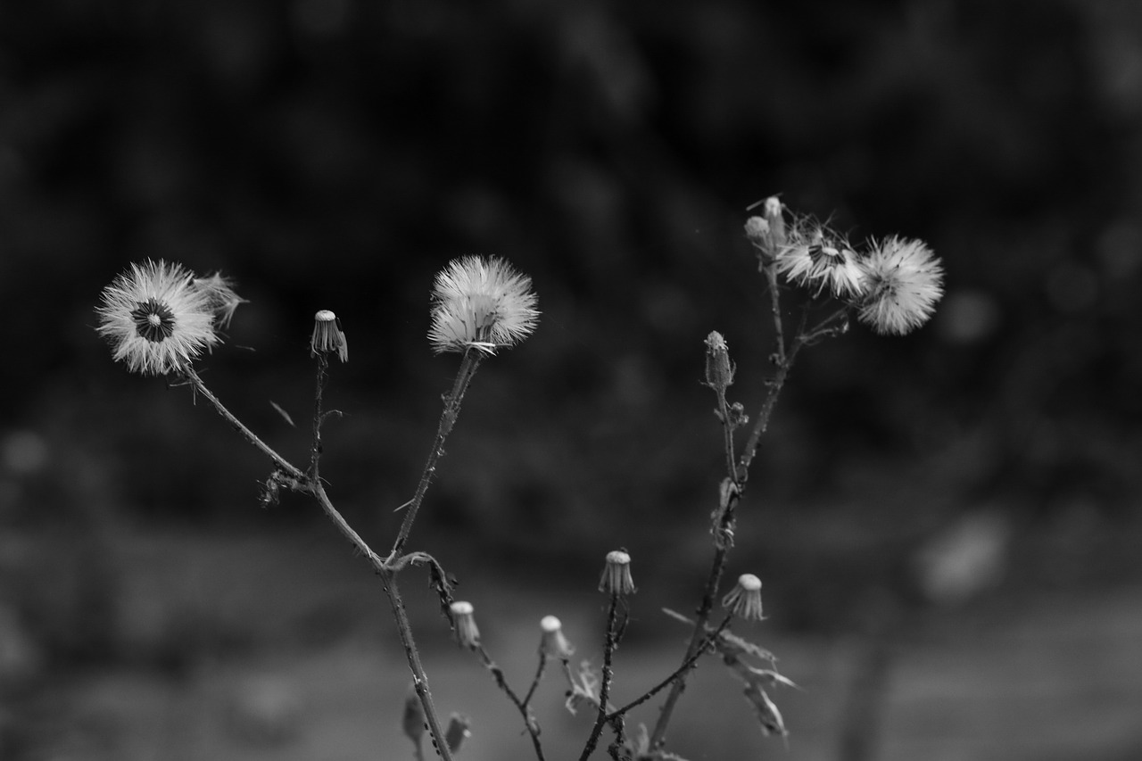 dandelion nature wild flower free photo