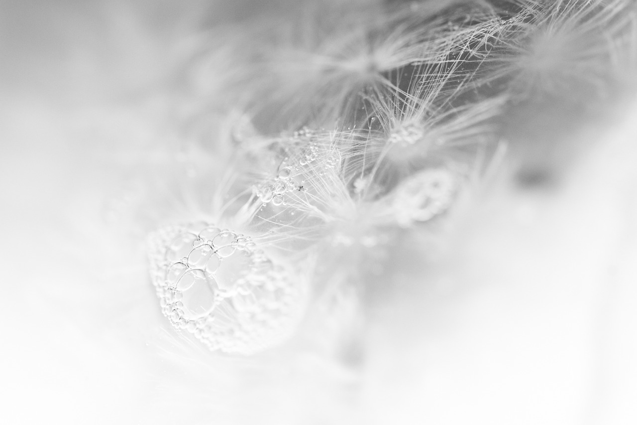 dandelion air bubbles cold free photo