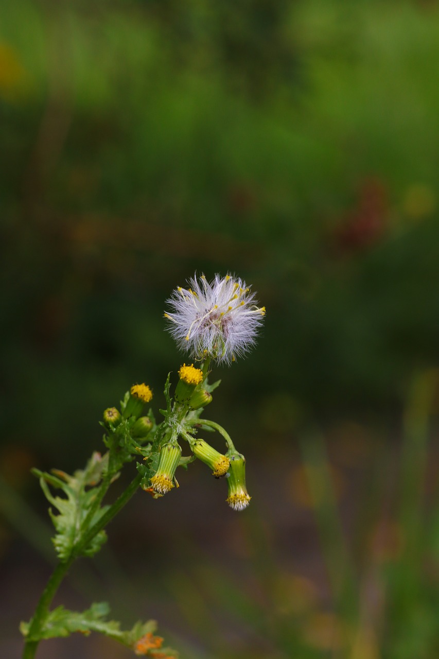 dandelion flower wildflower free photo