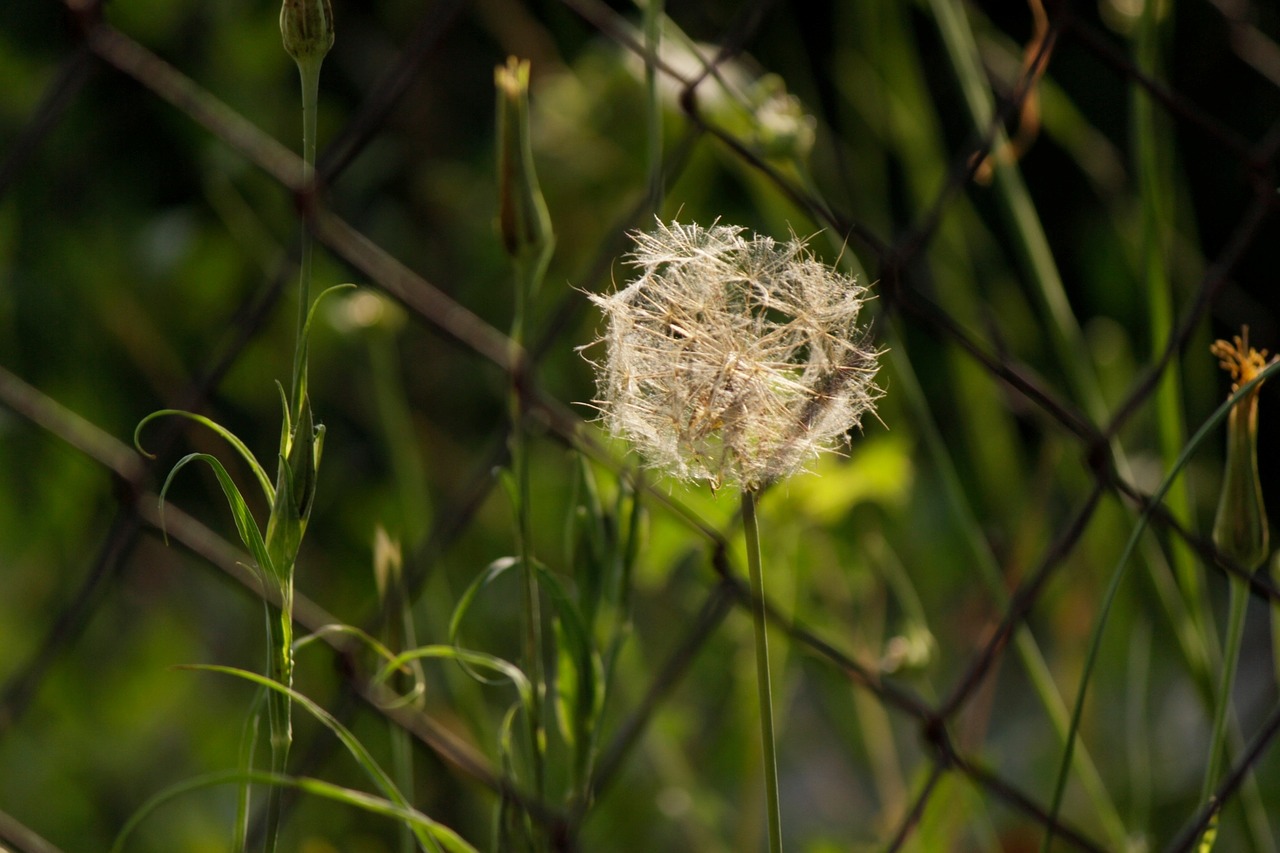 dandelion nature faded free photo