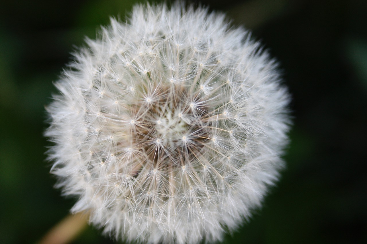 dandelion nature summer free photo