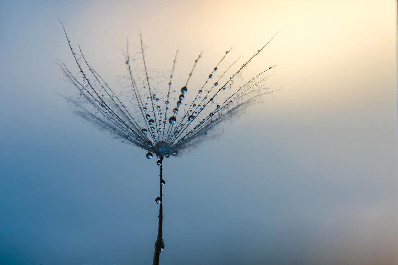 dandelion water drop sunset free photo