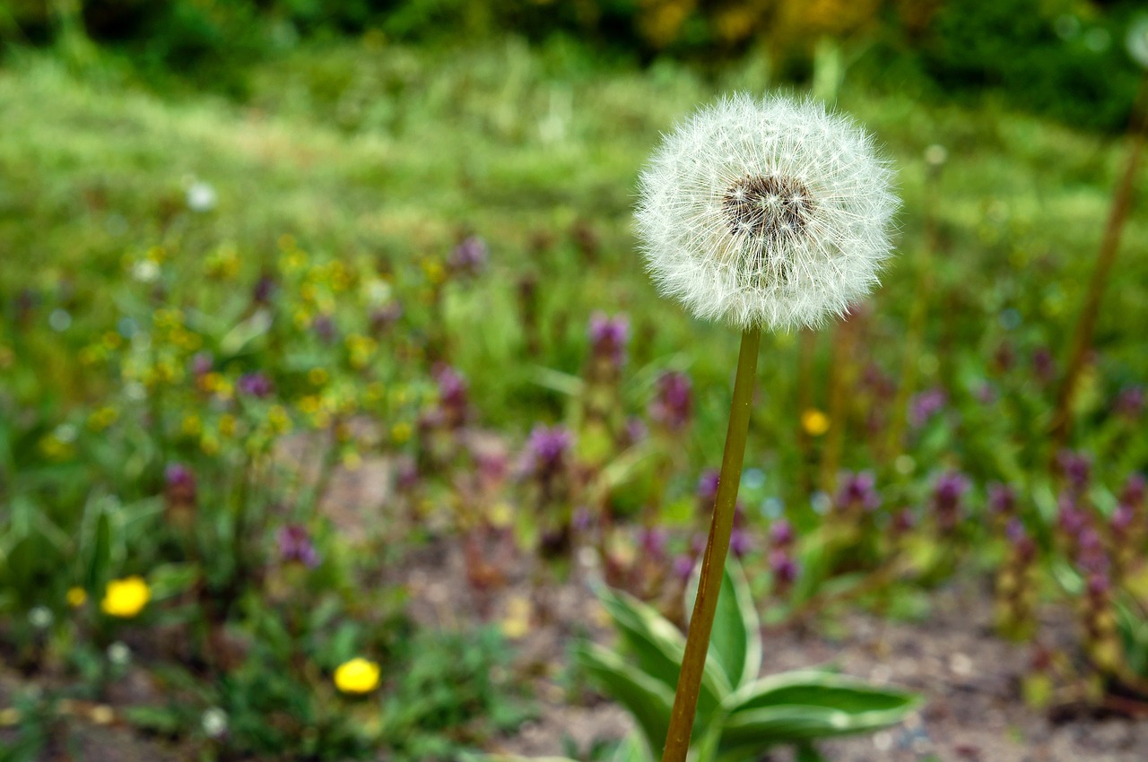 dandelion flower spring free photo