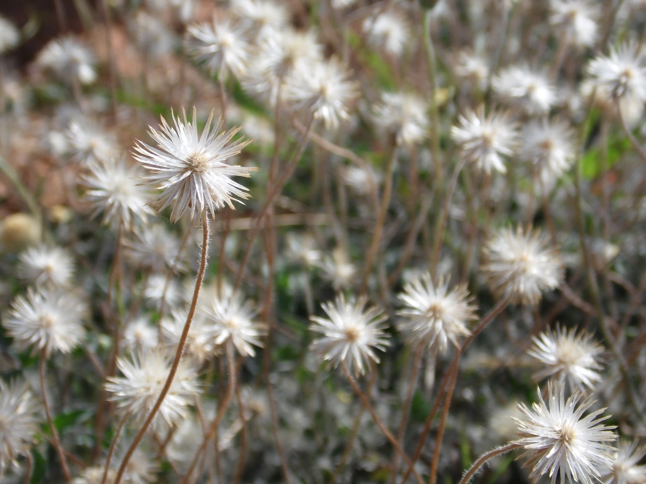 dandelion garden flowers free photo