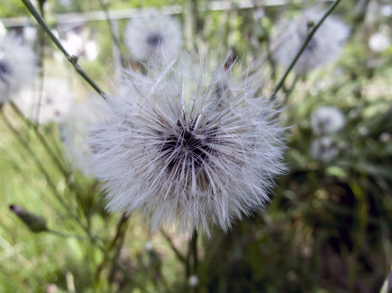 dandelion macro southern georgia free photo