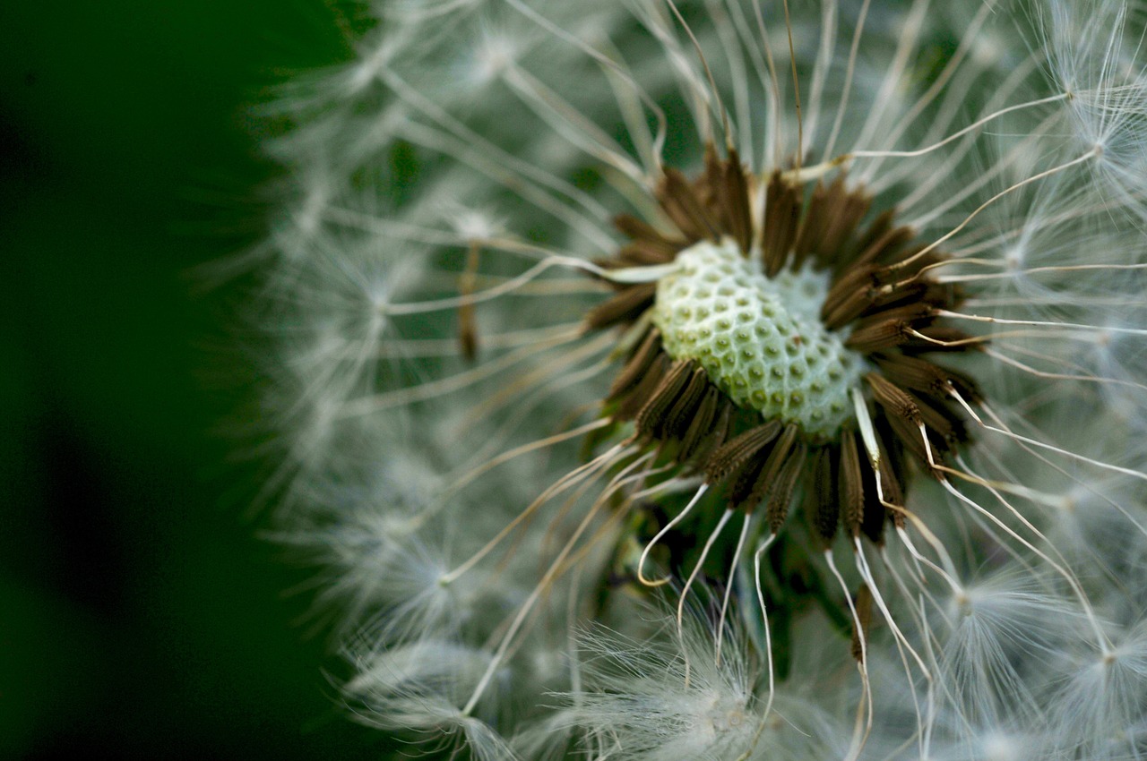 dandelion flower spring free photo