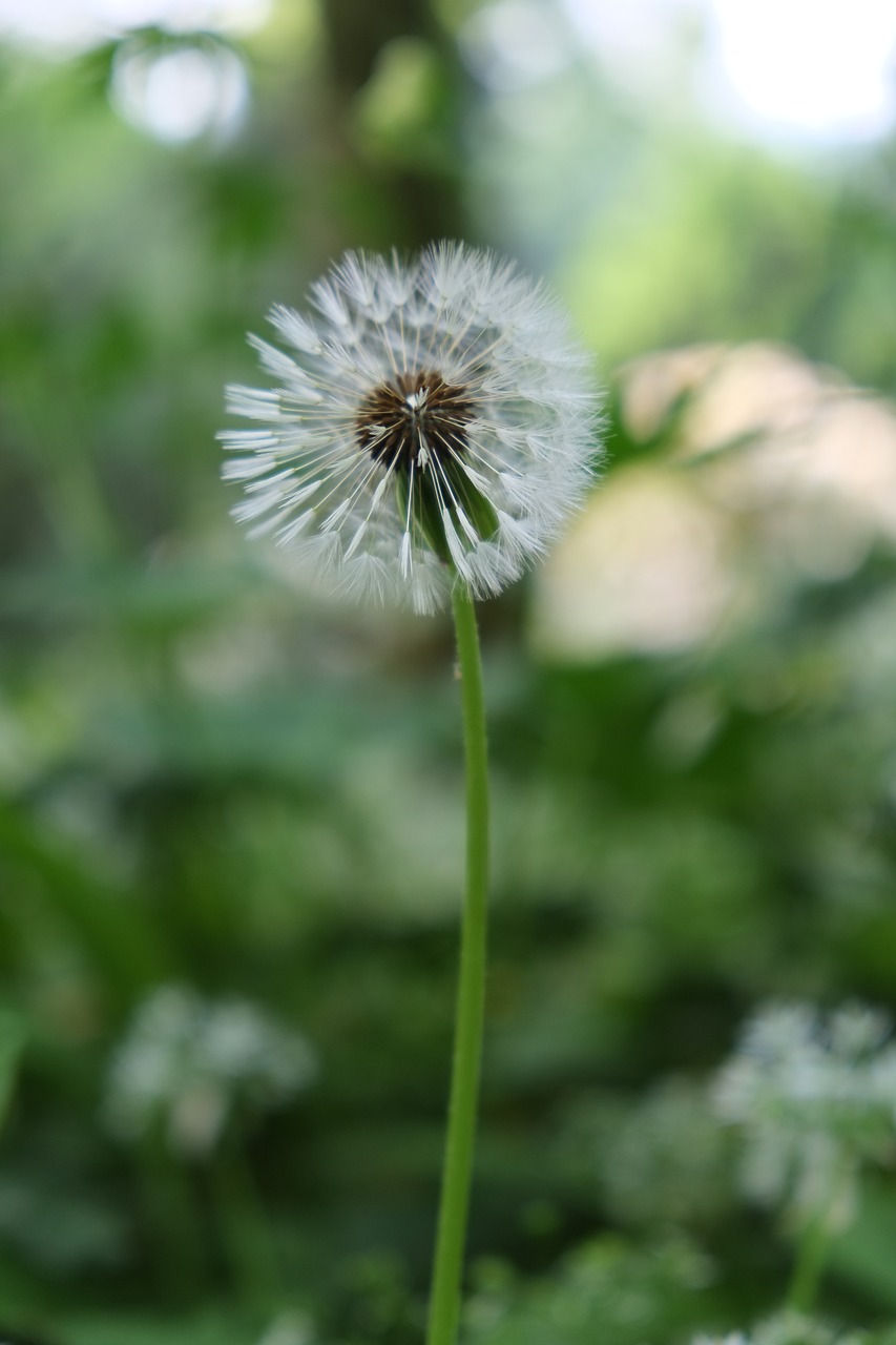 dandelion close free pictures free photo