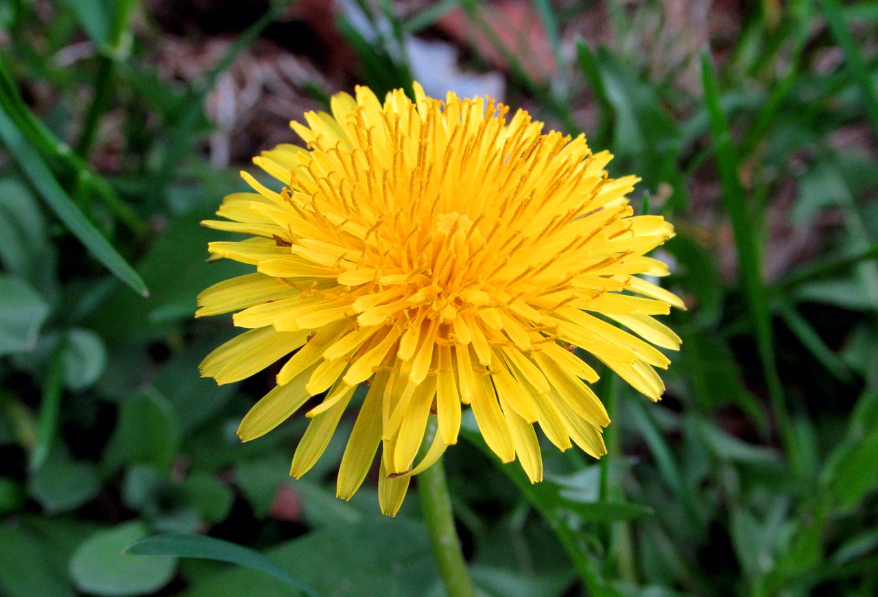 dandelion yellow flower free photo