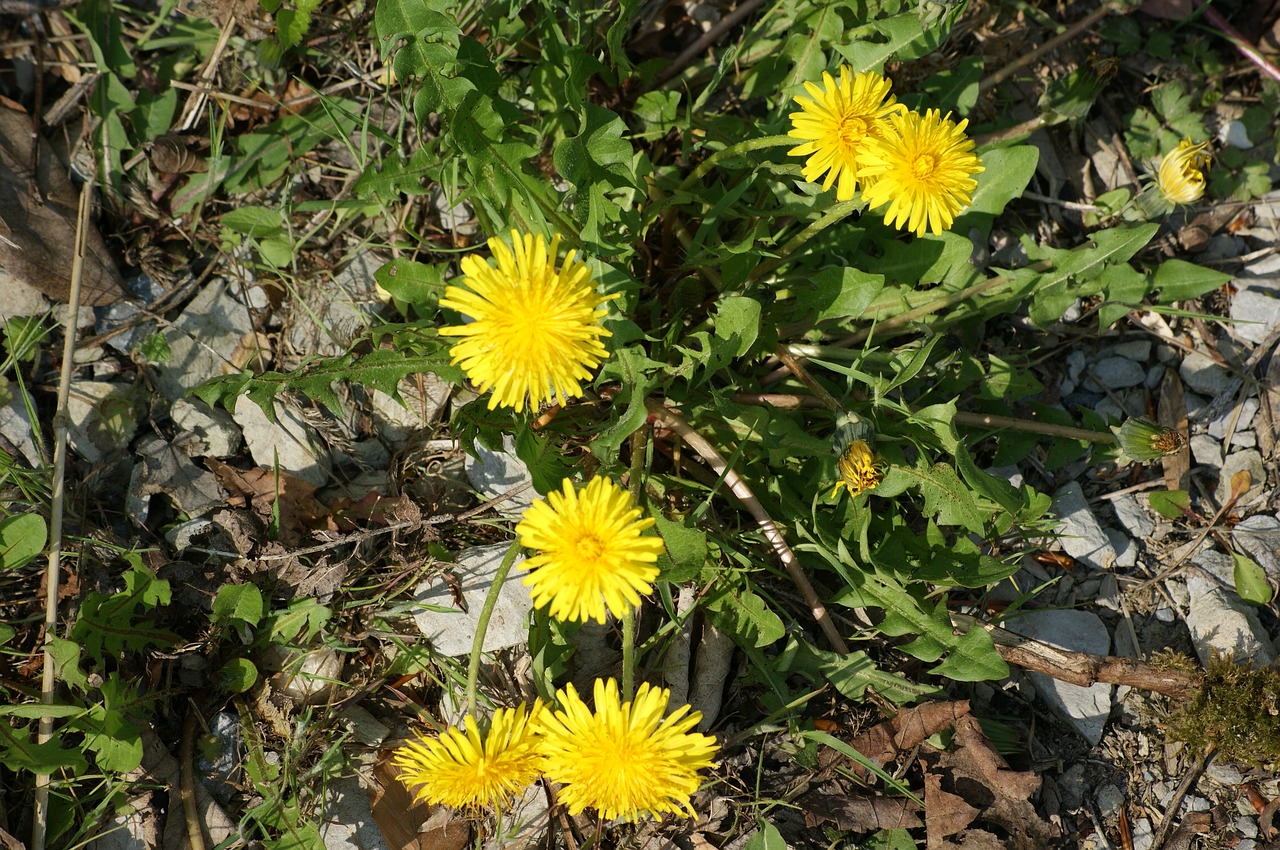 dandelion wild plant yellow free photo