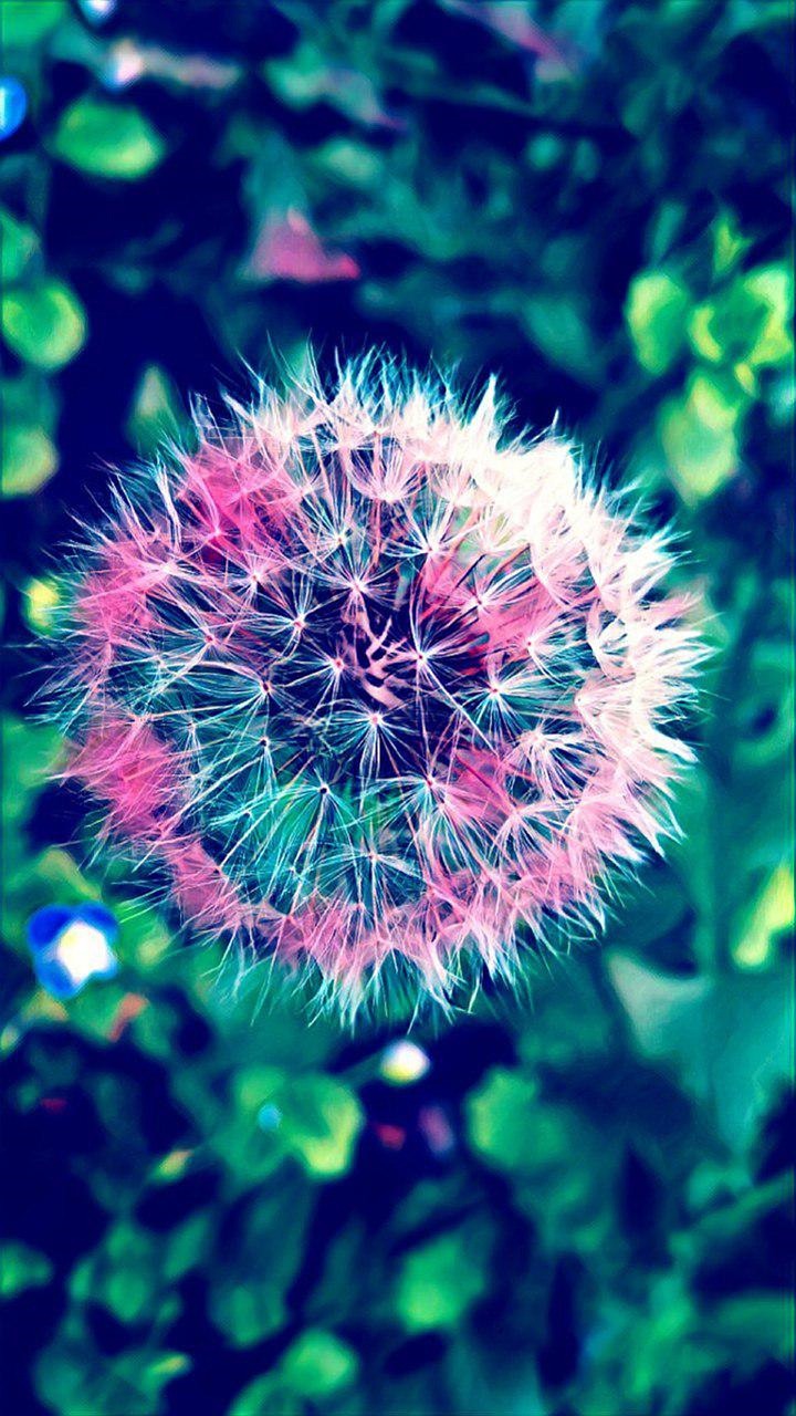 dandelion colorful flower free photo
