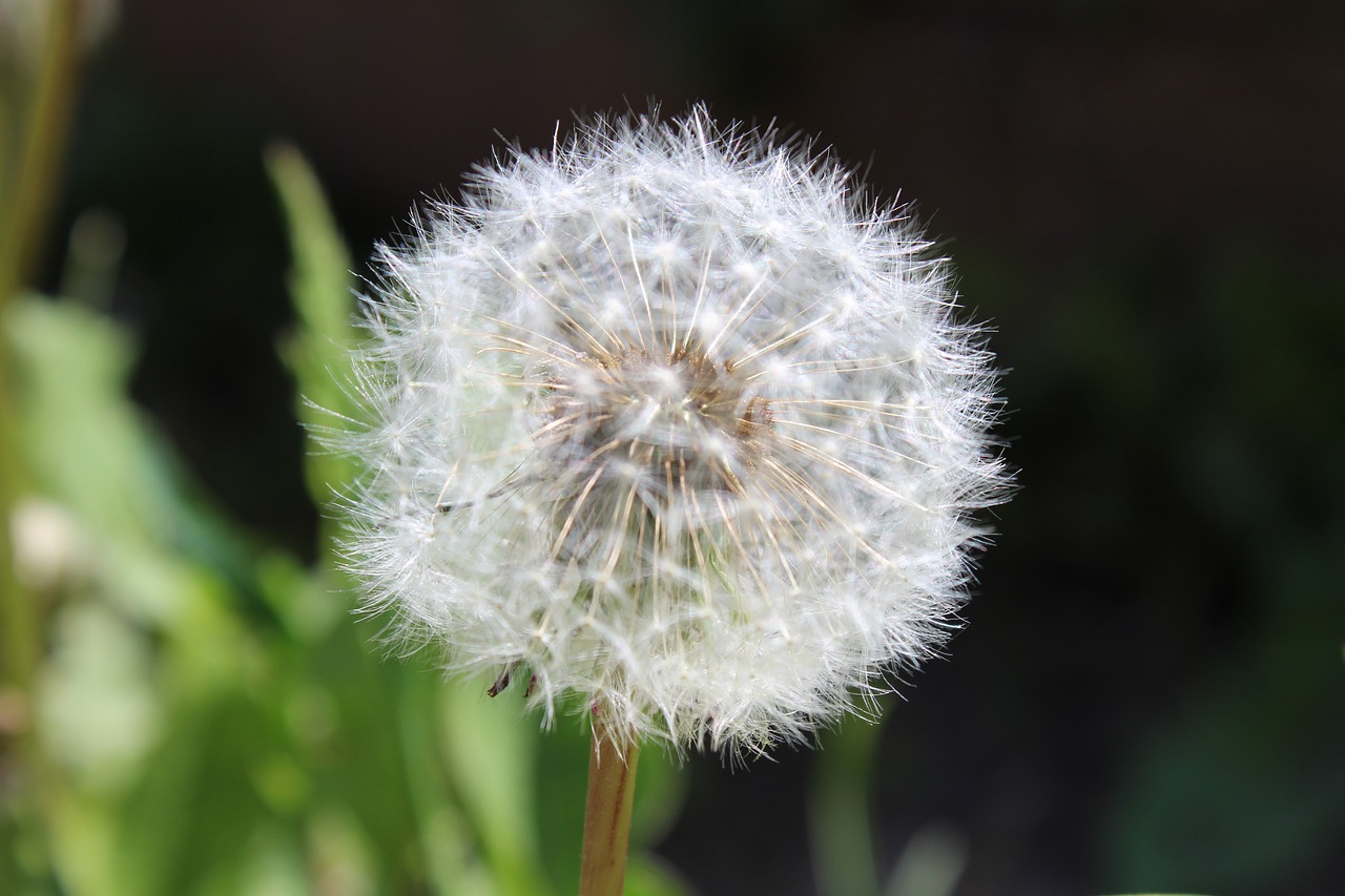 dandelion garden close free photo