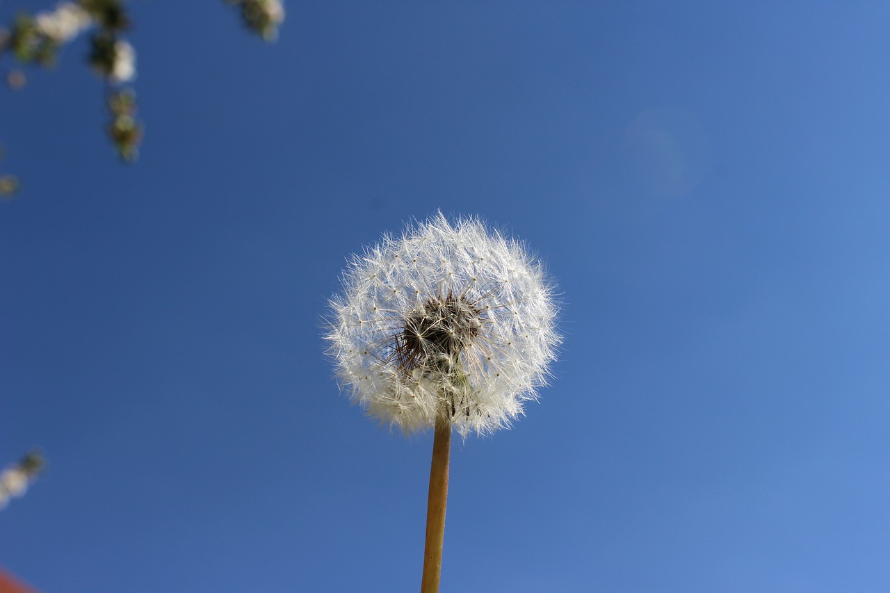 dandelion garden close free photo