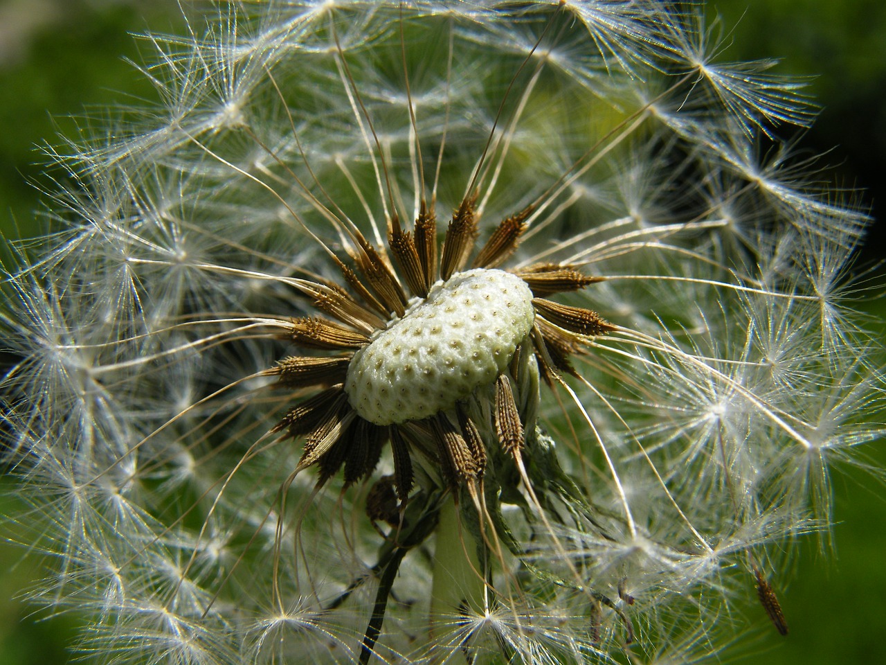 dandelion fluff dandelions free photo