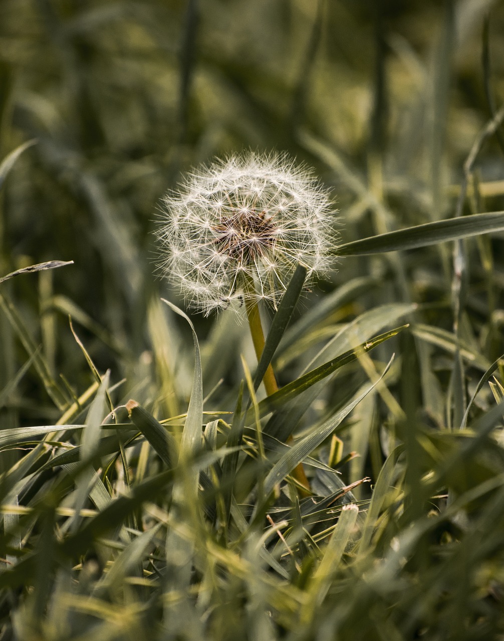 dandelion plant green free photo