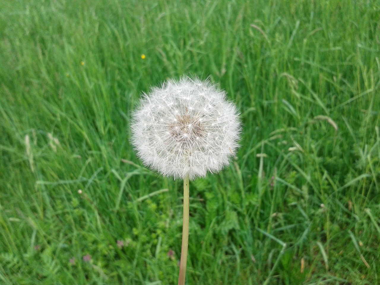 dandelion nature spring free photo