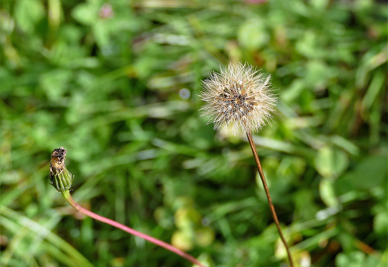 dandelion macro seeds free photo