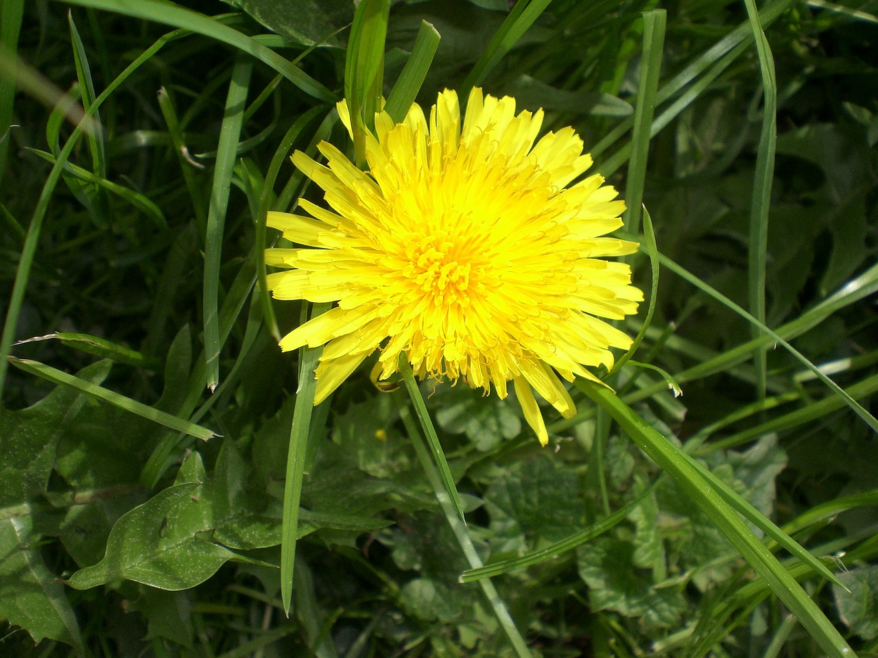 dandelion flower roadside free photo