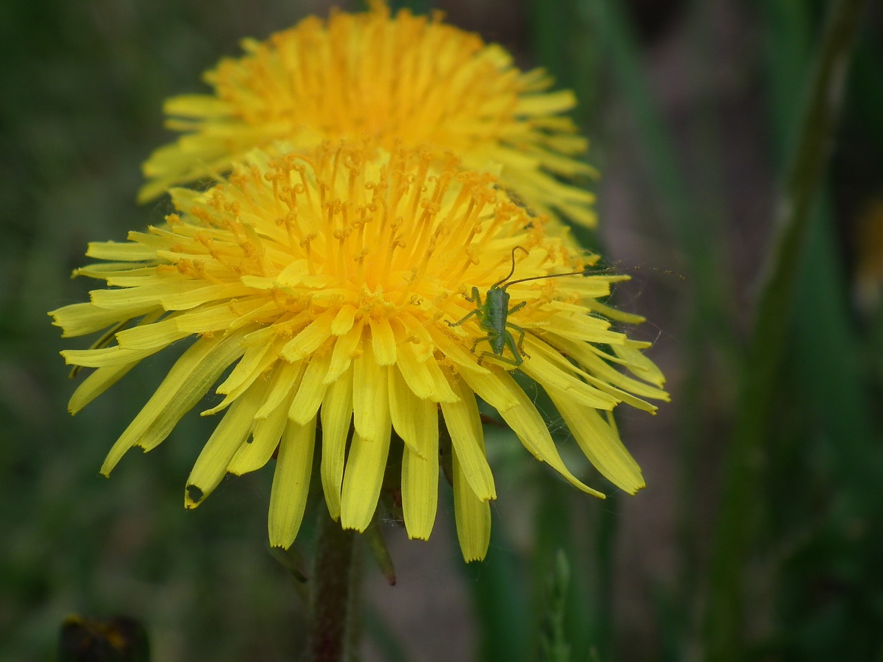 dandelion nature blossom free photo