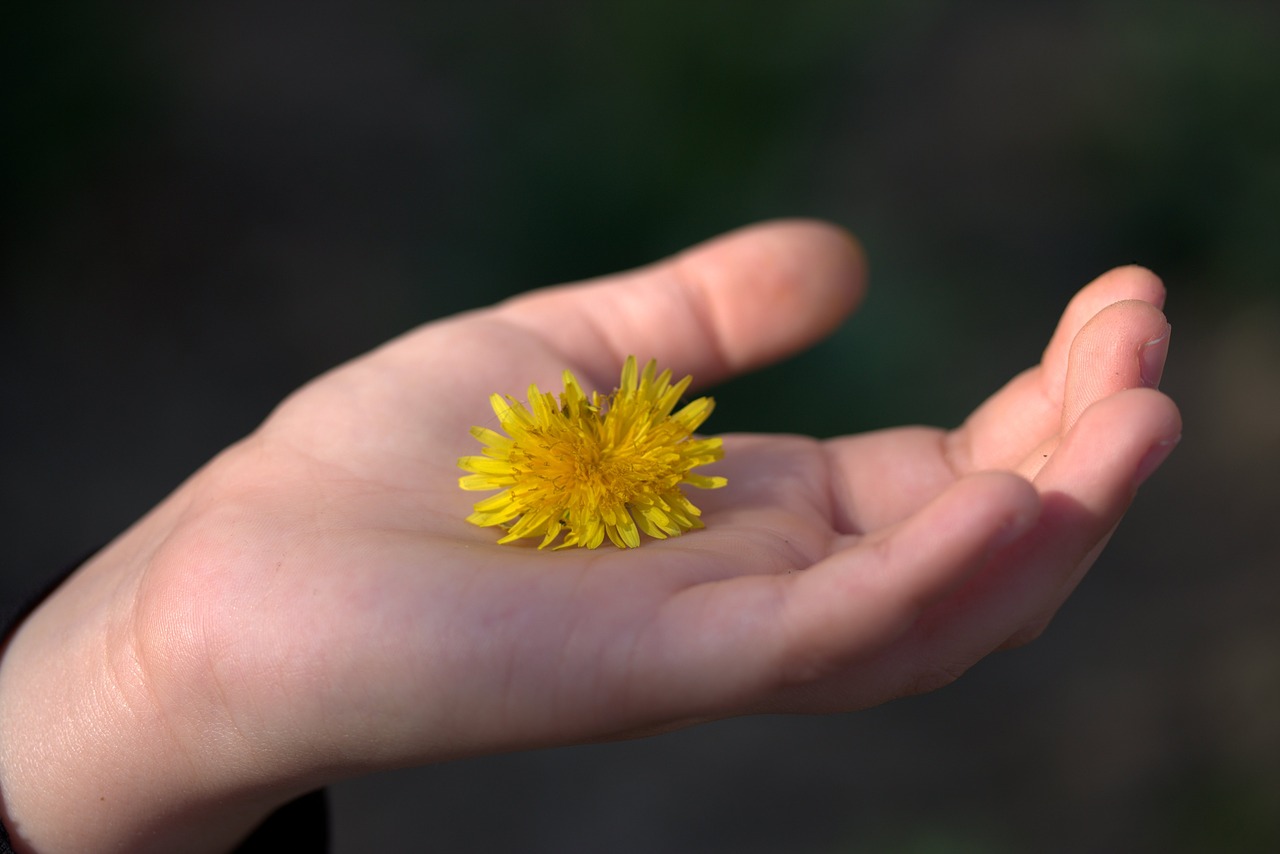 dandelion yellow hand free photo