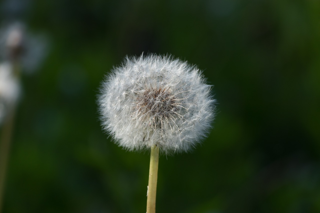 dandelion flower white free photo