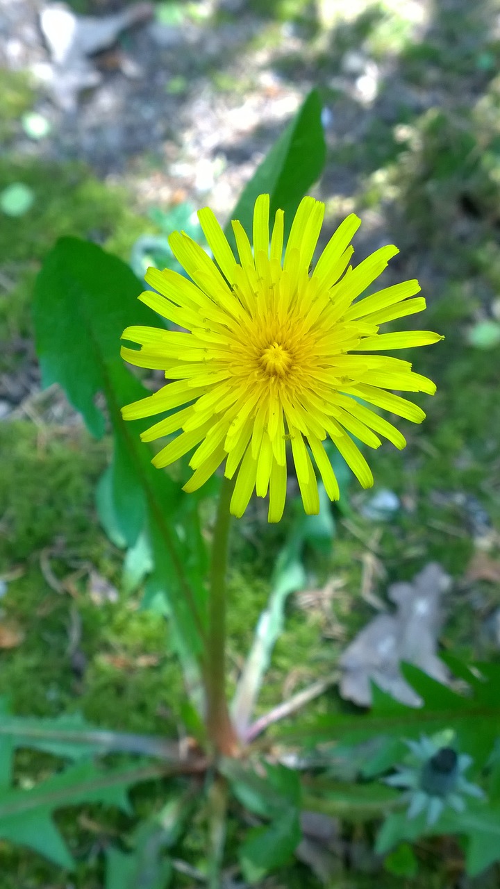 dandelion yellow close free photo